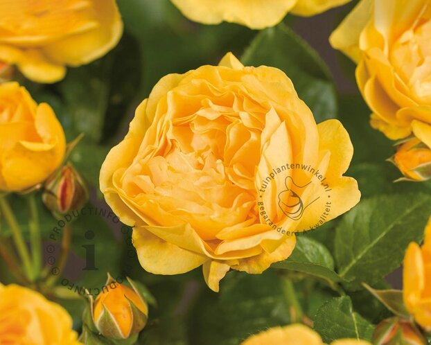 Rosa 'Absolutely Fabulous'