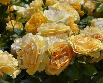 Rosa 'Absolutely Fabulous' - op stam