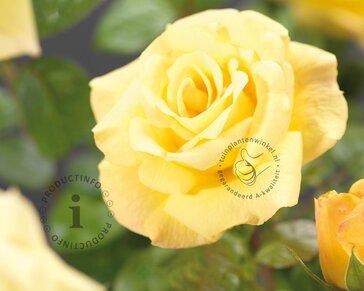 Rosa 'Arthur Bell'