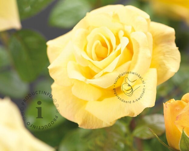 Rosa 'Arthur Bell'