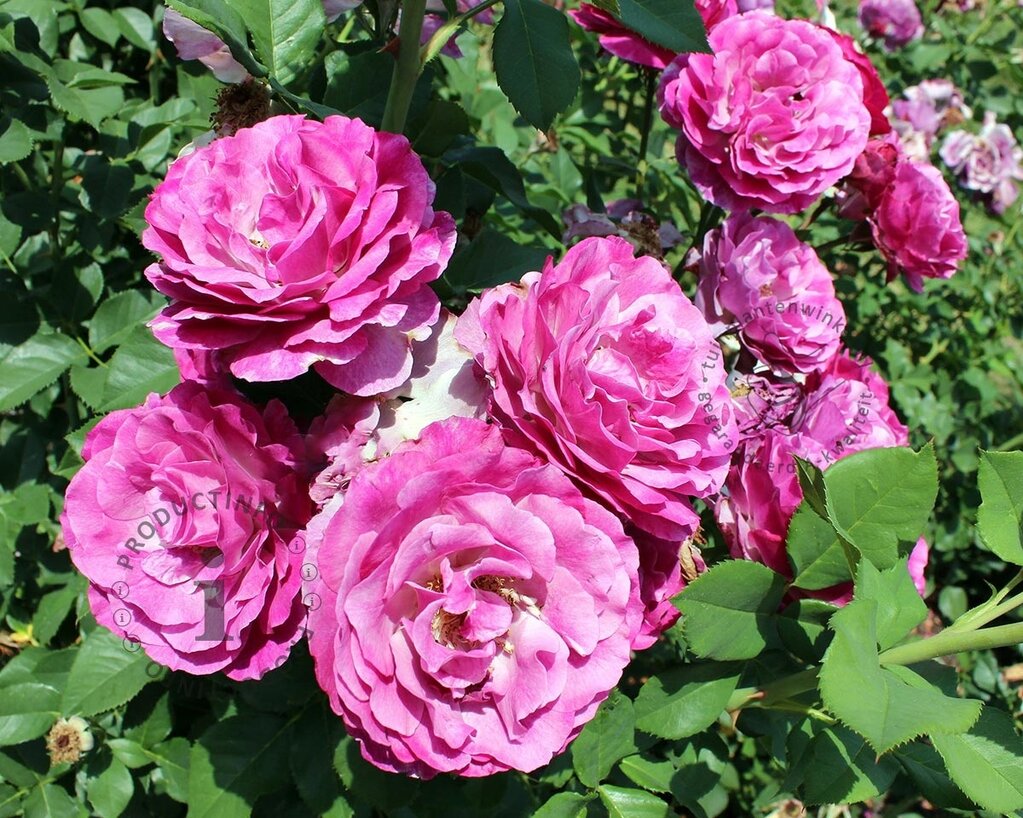 Rosa 'Carmen Würth'