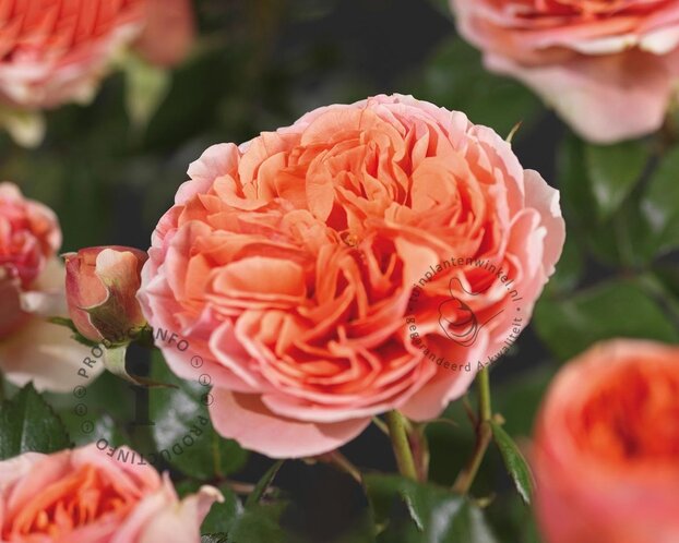 Rosa 'Chippendale'