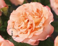 Rosa 'Augusta Luise'