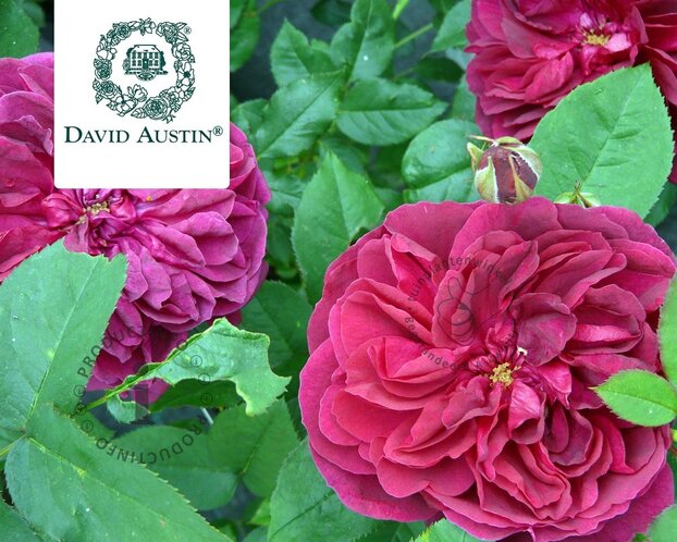 Rosa 'Darcey Bussel'