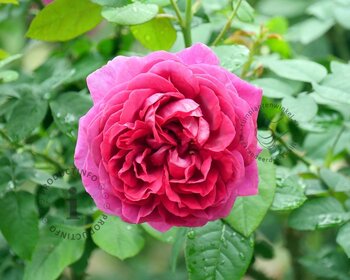 Rosa 'Fraulein Maria'