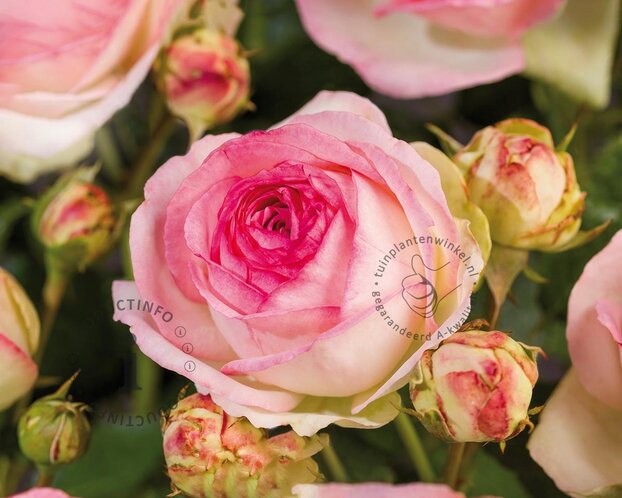 Rosa 'Eden Rose'