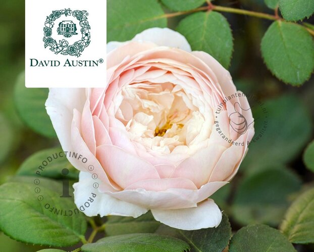 Rosa 'Desdemona'