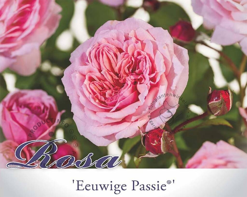 Rosa 'Eeuwige Passie' op stam