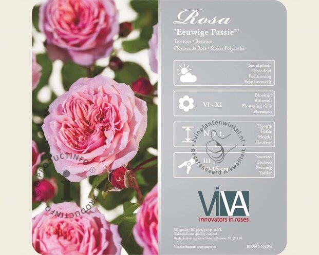 Rosa 'Eeuwige Passie' op stam