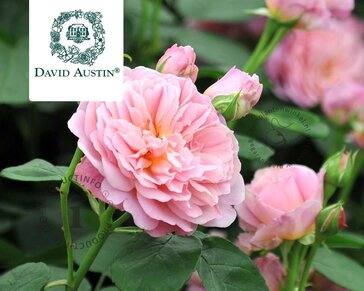 Rosa 'Eustacia Vye'