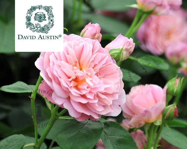 Rosa 'Eustacia Vye'