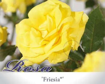 Rosa 'Friesia' - op stam