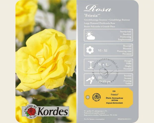 Rosa 'Friesia' - op stam