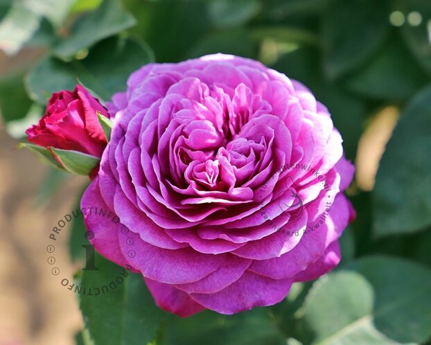 Rosa 'Heidi Klum Rose'