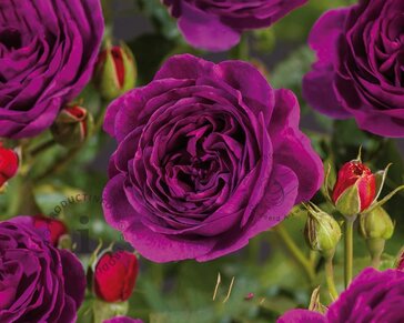 Rosa 'Minerva'