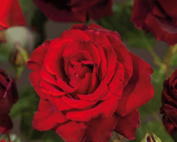 Rosa 'Graaf Lennart'