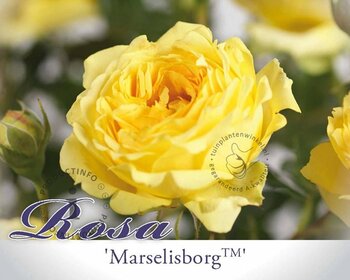 Rosa 'Marselisborg' - op stam