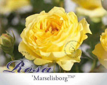 Rosa 'Marselisborg' - op stam image