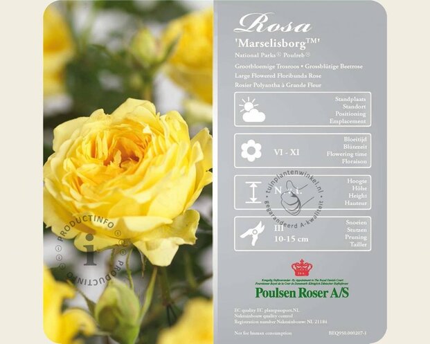 Rosa 'Marselisborg' - op stam