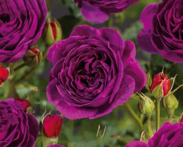 Rosa 'Minerva' - op stam image