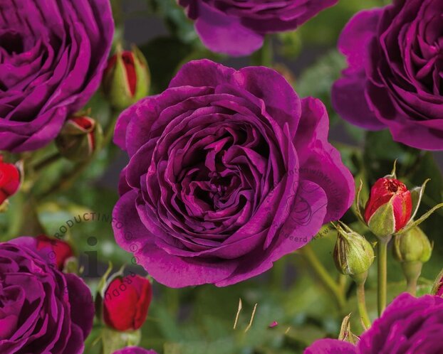 Rosa 'Minerva' - op stam