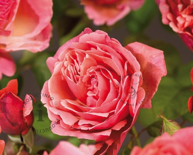 Rosa 'Line Renaud'