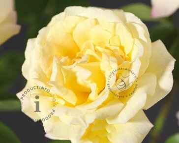 Rosa 'Peace'