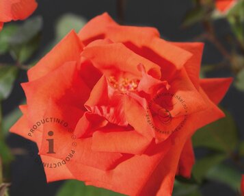 Rosa 'Ramona' image