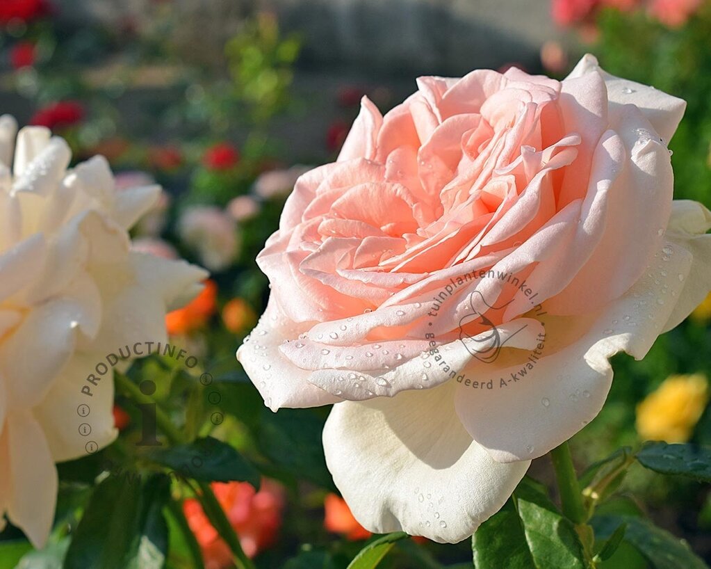 Rosa 'Prince Jardinier'