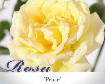 Rosa 'Peace' - op stam image