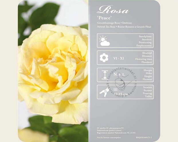 Rosa 'Peace' - op stam