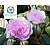 Rosa 'Olivia Rose Austin'