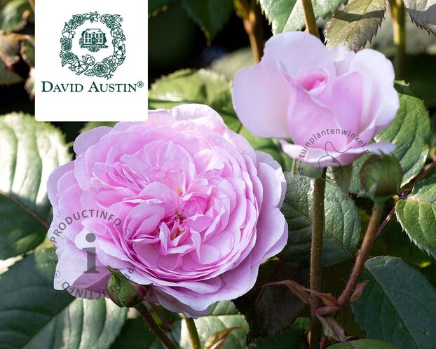Rosa 'Olivia Rose Austin'