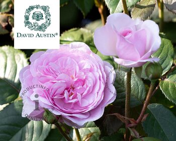 Rosa 'Olivia Rose Austin' - op stam