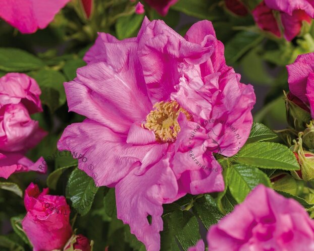 Rosa rugosa 'Zwerg'