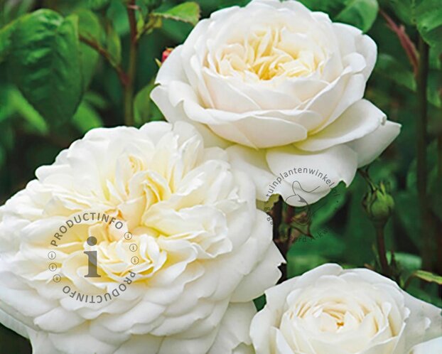 Rosa 'Tranquility' - op stam