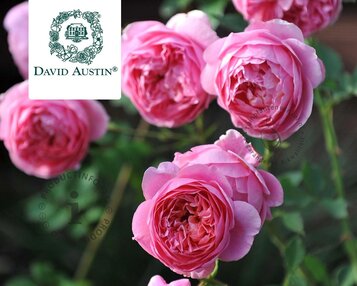Rosa 'Boscobel' - op stam image