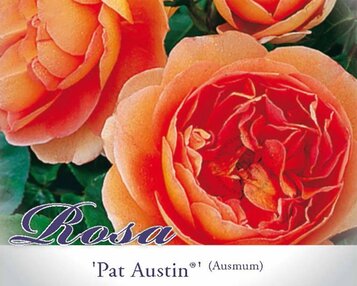 Rosa 'Pat Austin' - op stam image