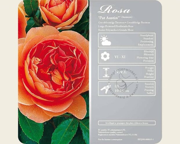 Rosa 'Pat Austin' - op stam