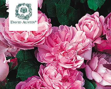 Rosa 'Mary Rose' - op stam image