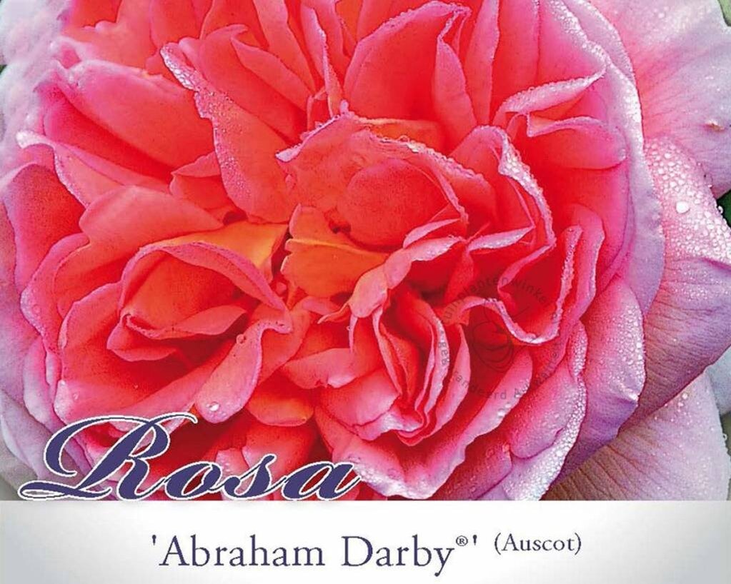 Rosa 'Abraham Darby' - op stam