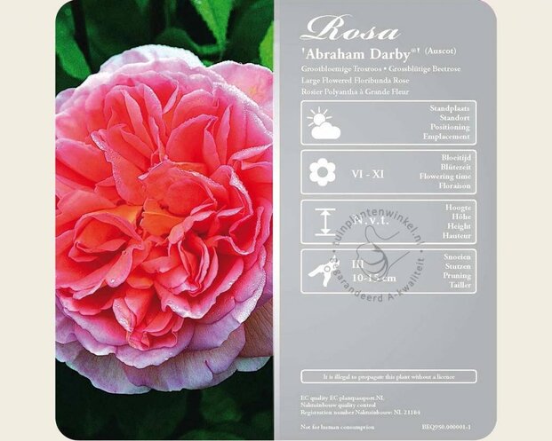 Rosa 'Abraham Darby' - op stam