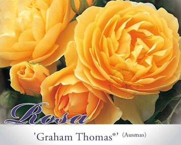 Rosa 'Graham Thomas' - op stam image