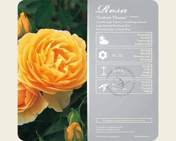 Rosa 'Graham Thomas' - op stam