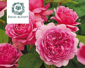 Rosa 'Princess Alexandra of Kent' - op stam