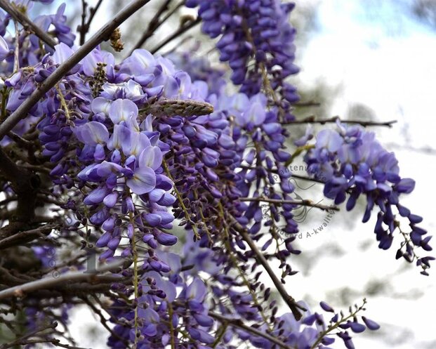 Wisteria sinensis 'Prolific'