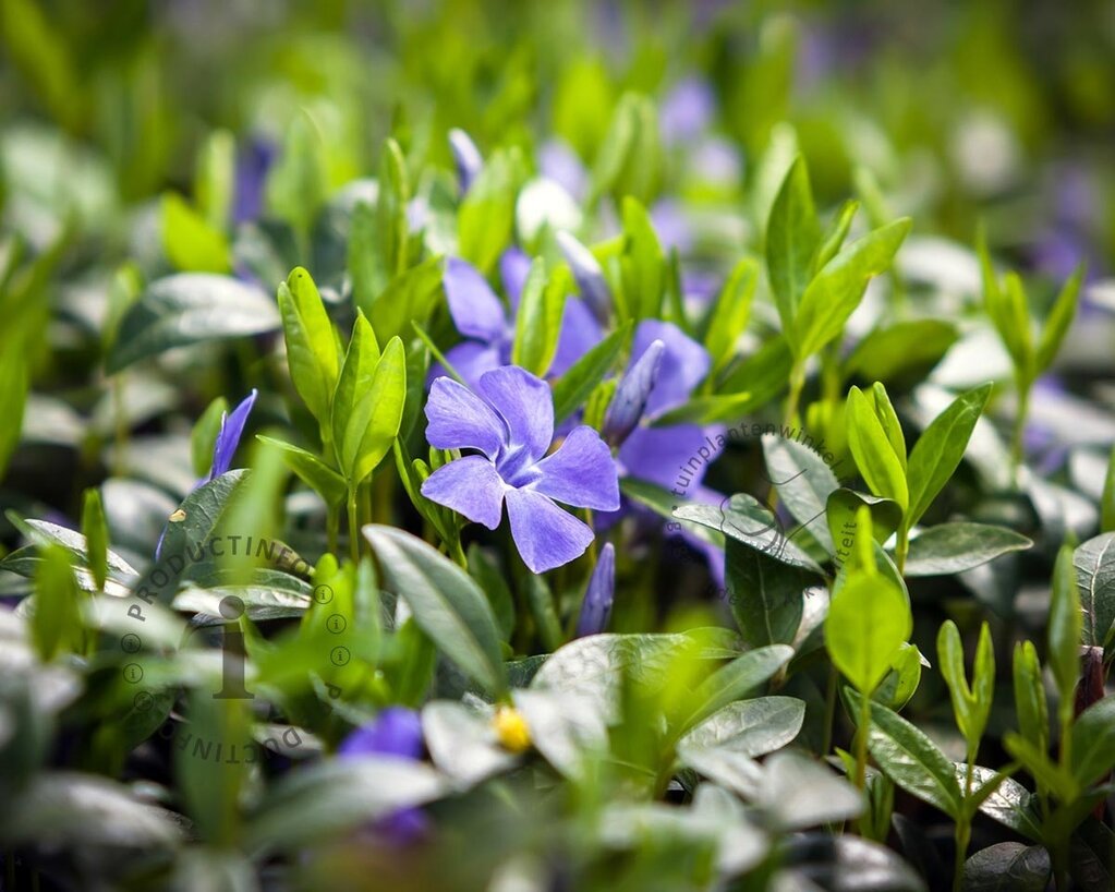 Vinca minor | Maagdenpalm