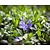 Vinca minor | Maagdenpalm