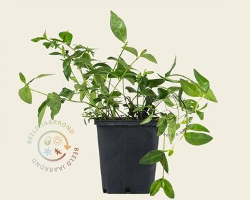 Vinca minor | Maagdenpalm