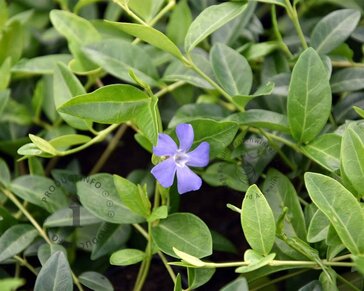 Vinca minor | Maagdenpalm